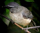 Greyish Saltator - Photo copyright Russ Jones