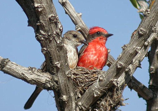 Vermillion Flycatcher Pair - Photo copyright Manuel Grosselet