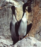 Guanay Cormorant - Photo copyright Jeremy Barker
