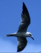 Gull-billed Tern - Photo copyright Trevor Quested
