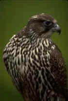 Gyrfalcon - Photo copyright Don Baccus