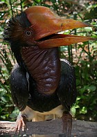 Helmeted Hornbill - Photo copyright Doug Jansen