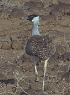 Heuglin's Bustard - Photo copyright Peter Bono