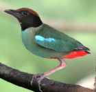 Hooded Pitta - Photo copyright Laurence Poh