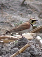 Horned Lark - Photo copyright Manuel Grosselet