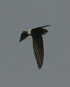 Horus Swift - Photo copyrighrt Hideo Tani