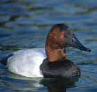 Canvasback - Photo copyright Don DesJardin