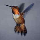 Rufous hummingbird - Photo by Dan True