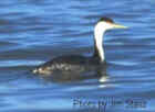 Western Grebe - Photo by Jim Stasz