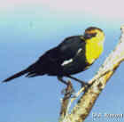 Yellow-headed Blackbird - Photo copyright Dave Rintoul