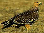 Imperial Eagle - Photo copyright Trident Press