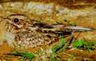 Indian Nightjar - Photo copyright R. S. Suresh