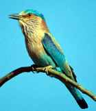 Indian Roller - Photo copyright Vijay Cavale