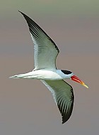 Indian Skimmer - Photo copyright Dave Behrens