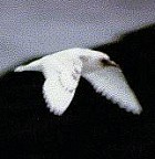 Ivory Gull - Photo copyrightg John Harrison