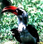 Jackson's Hornbill - Photo copyright Nick Lowton