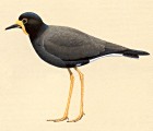 Javanese Lapwing - Courtesy of the Handbook of the Birds of the World