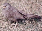 Jungle Babbler - Photo copyright Tony Coatsworth