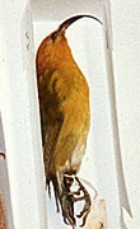 Nukupu'u - Photo copyright Oahu Nature Tours