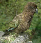 Kea - Photo copyright Jeff Blincow