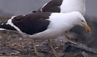 Kelp Gull - Photo copyright Trevor Feltham