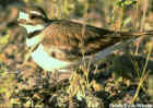 Killdeer - Photo copyright Andrew Wilson