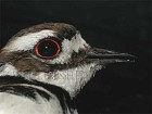 Killdeer - Photo copyright Manuel Grosselet