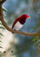 King Bird of Paradise - Photo copyright Tony Tilford and John Cooke - TC Nature