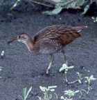 King Rail - Photo copyright Peter May