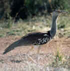 Kori Bustard - Photo copyright Paul and Helen Harris