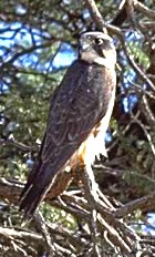 Lanner Falcon - Photo copyright Giuliano Gerra and Silvion Sommazzi