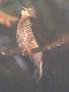 Large Hawk-Cuckoo - Photo copyright Christian Artuso