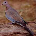 Laughing Dove - Photo copyright Erik Kleyheeg