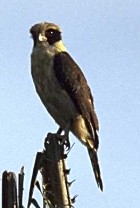 Laughing Falcon - Photo copyright Giuliano Gerra and Silvio Sommazzi