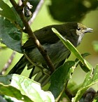 Lemon-breasted Berrypecker - Photo copyright Hideo Tani