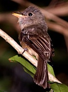 Lesser Antillean Pewee - Photo copyright Raphael Roderiques-Mojica