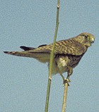 Lesser Kestrel - Photo copyright Guido Band