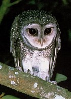 Lesser Sooty-Owl - Photo copyright Hans and Judy Beste