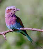 Lilac-breasted Roller - Photo copyright Ross Warner