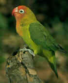 Lilian's Lovebird - Photo copyright Birdlife On-Line