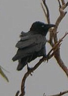 Little Crow - Photo copyright Erik Kleyheeg