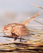 Little Grassbird - Photo copyright Jean-Philippe Paris