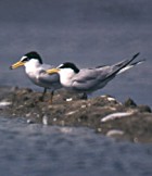 Little Tern - Photo copyright Porpol Nontapa