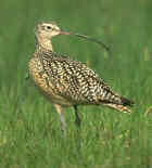 Long-billed Curlew - Photo copyright Don Baccus
