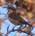 Long-billed Green Sunbird - Photo copyright Wim van der Schot