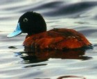 Maccoa Duck - Photo coyright Eric Van Poppel
