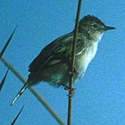 Madagascar Cisticola - Photo copyright Don Roberson
