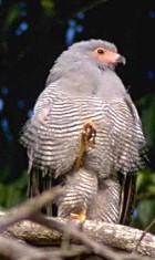 Madagascar Harrier-Hawk - Photo copyright Giuliano Gerra and Silvio Sommazzi
