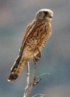 Madagascar Kestrel - Photo copyright Anke Poggel