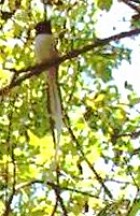 Madagascar Paradise-flycatcher - Photo copyright Peter Bono